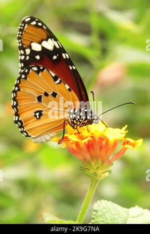 A selective focus shot of a plain tiger butterfly (danaus chrysippus) perched on a yellow flower Stock Photo