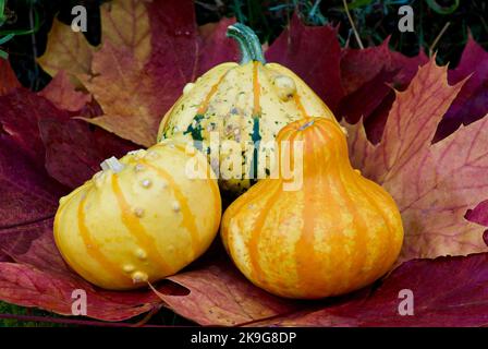 Small striped pumpkins for decoration among fallen maple leaves in the garden in autumn. Stock Photo