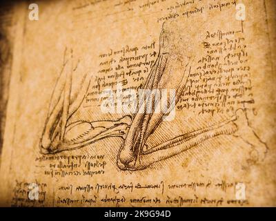 Kandy, Sri Lanka - 17 February 2021: 14th Century Anatomy art by Leonardo Da Vinci in Kandy Medical Exhibition Stock Photo