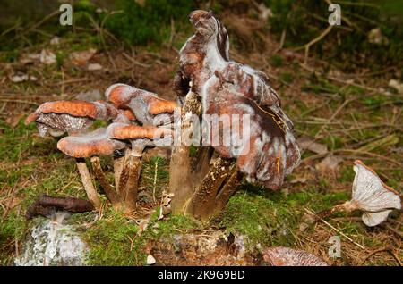 Cycle of life: white mold growing on Honey mushrooms Stock Photo
