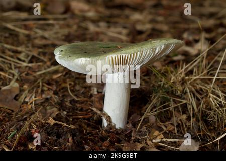 Green-cracking russula, edible mushroom with pale green cap in forest soil Stock Photo