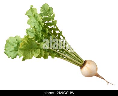 fresh white round radish with leaves, edible and healthy root vegetable isolated on white background Stock Photo