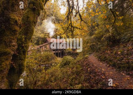 Cozy vibes with old cabin in beautiful autumn woodland forest on a fall morning in Washington state, Pacific Northwest Stock Photo