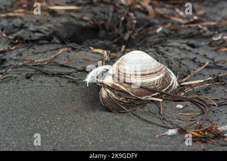 surf clam shell in black volcanic sand on the seashore among algae and other organic marine debris Stock Photo