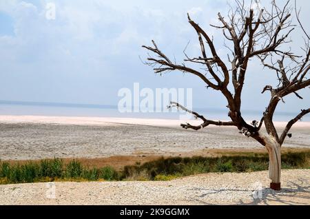 tree on the shore of the big 'Tuz Gölü' salt lake Stock Photo