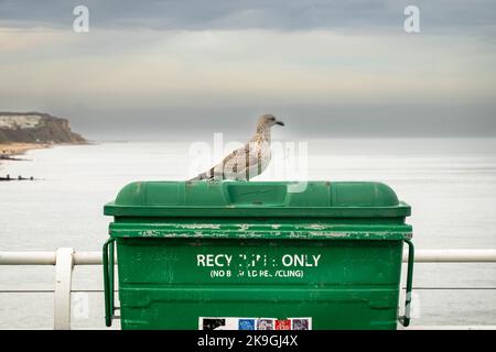 https://l450v.alamy.com/450v/2k9gj4x/herring-gull-larus-argentatus-sitting-on-top-of-a-closed-large-commercial-bin-at-cromer-norfolk-england-2k9gj4x.jpg