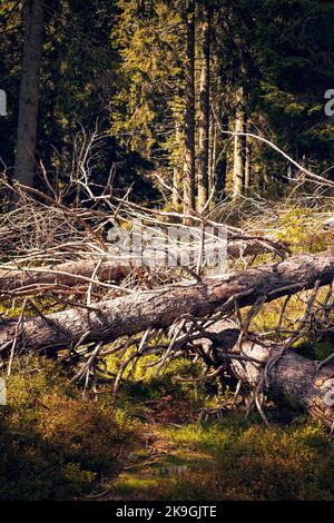 Fallen dry trees creating a composition against the background of the forest. Dry spruce branches Stock Photo