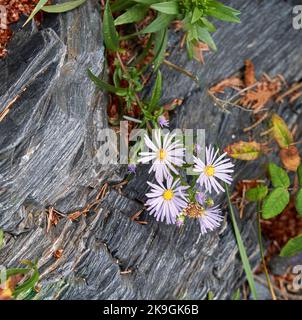 Tiny stubborn daisy-like white and purple flowers growing on a log at an ocean beach. Stock Photo