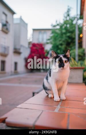 portrait of a cat on the city street in bright summer day Stock Photo ...
