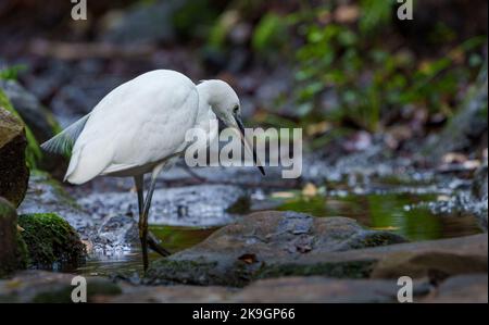 Little egret (Egretta garzetta) foraging in a stream. Cape Town, Western Cape. South Africa Stock Photo