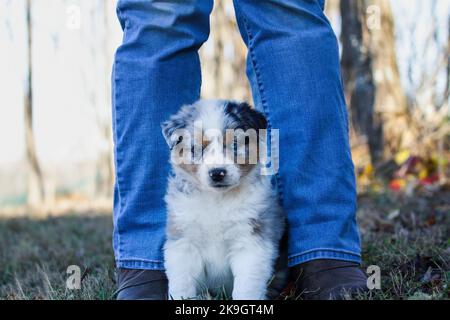 Beautiful juvenile male Blue Merle Australian Shepherd dog puppy sitting at a woman's feet.  Selective focus with blurred background. Eye contact Stock Photo