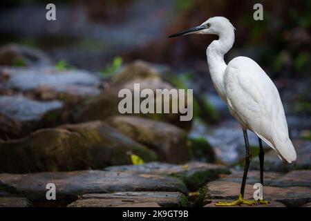 Little egret (Egretta garzetta) foraging in a stream. Cape Town, Western Cape. South Africa Stock Photo