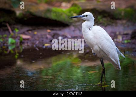 Little egret (Egretta garzetta) foraging in a stream. Cape Town, Western Cape. South Africa Stock Photo