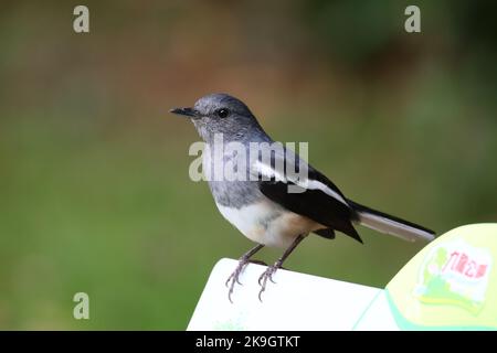 A closeup shot of an Oriental magpie-robin (Copsychus saularis) on the blurred background Stock Photo