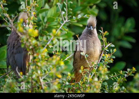 Speckled mousebird (Colius striatus) in a typical pose on a tree branch. Cape Town, Western Cape. South Africa Stock Photo