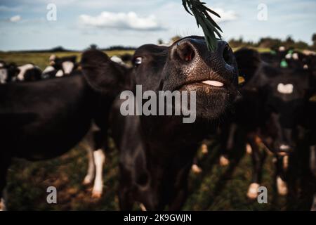 black snout and tongue of a cow sniffing around a small green plant alongside other black and white cows in a large green meadow, rotorua, new zealand Stock Photo