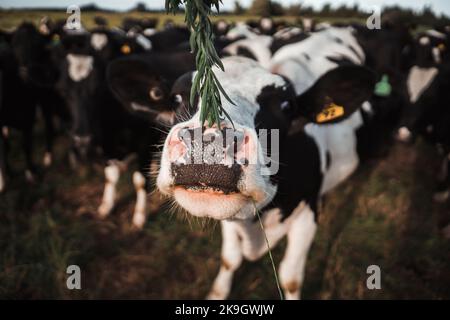 big black and white cow sniffing a nice green plant with the small narrow leaves in a green meadow next to a herd of cows, rotorua, new zealand Stock Photo