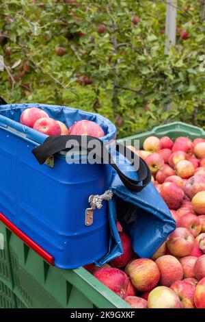 professional fruit picking bag and box full of organic Fuji apples during harvest season in South Tyrol Stock Photo