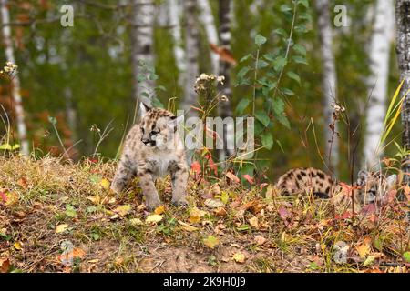 Cougar Kitten (Puma concolor) Stands Looking Left Sibling Behind Autumn - captive animals Stock Photo