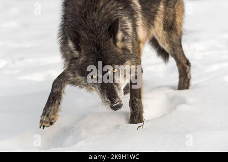 Black Phase Grey Wolf (Canis lupus) Steps Looking Out Winter - captive animal Stock Photo