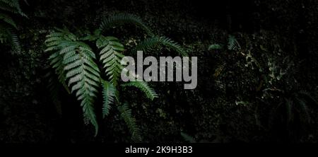 fern plant in dark rainforest jungle. banner with copy space Stock Photo