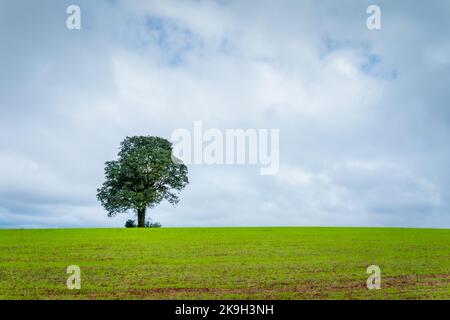 Single tree in wheat field and dramatic sky at evening Stock Photo