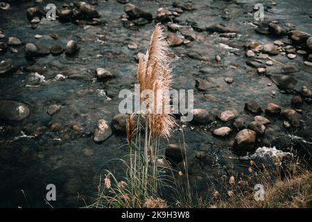 soft feather-shaped plants among the vegetation next to the flowing water of the stony river in waitawheta tramway, new zealand Stock Photo