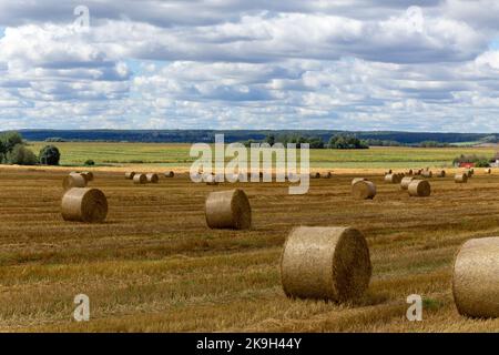 View of a wide harvested field with big yellow straw bales under the blue sky Stock Photo