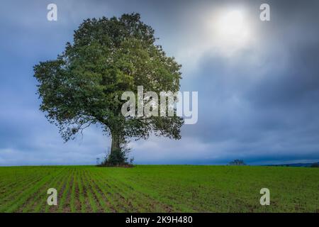 Single tree in wheat field and dramatic sky at evening Stock Photo