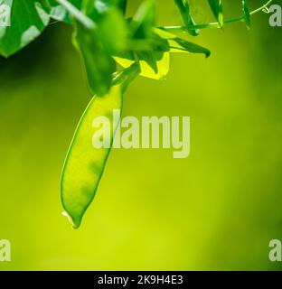 A solitary pea pod hanging from the vine against a green background Stock Photo