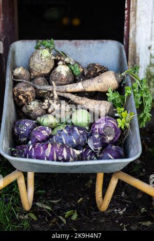 parsnips  kohlrabi celery in a dray in autumn field Stock Photo