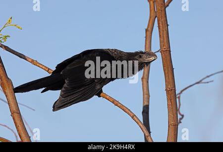 Smooth-billed Ani (Crotophaga ani) adult perched on twig  Pantanal, Brazil.                     July Stock Photo