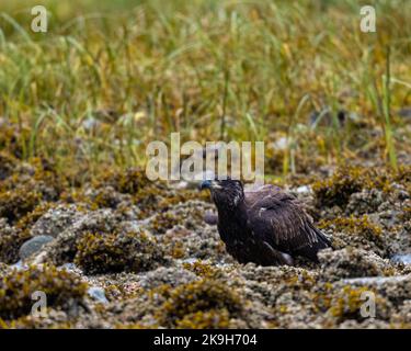 Side view of an Immature bald eagle (Haliaeetus leucocephalus) perched on the shoreline in British Columbia, Canada. Stock Photo