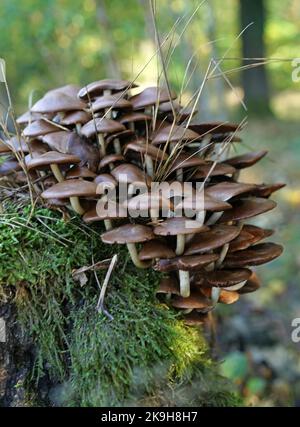 A large cluster of Psathyrella mushrooms growing on a tree trunk in a wood in the Netherlands Stock Photo