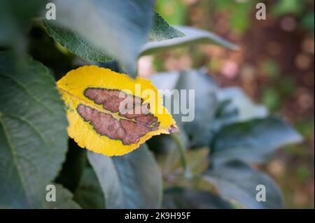 spot on the leaves of an alternaria on a sick apple tree. Rust and bacterial brown spotting on the leaf of a columnar apple tree. Stock Photo