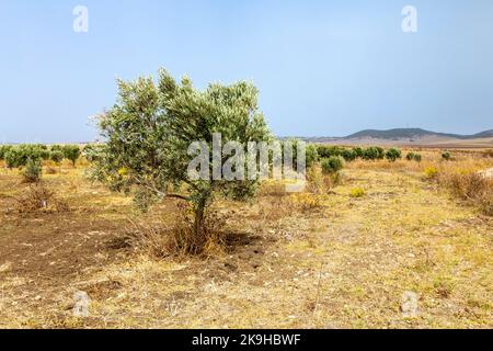 Olive trees at an olive grove, Mare Oleum - Olive Grove Interpretation Centre, Cadiz, Spain Stock Photo