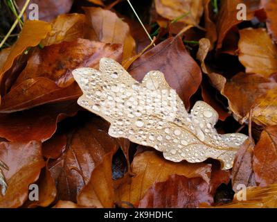 One brown oak leaf with water drops laying on brown beech leaves on the ground outdoors in autumn. Stock Photo
