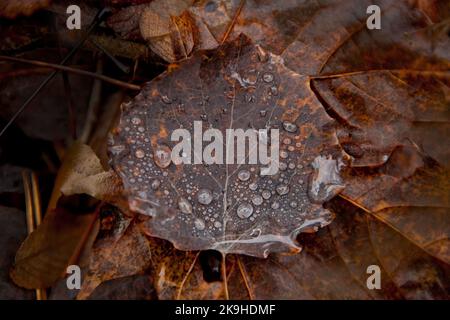 brown aspen leaf with waterdrops. Populus tremula, dew drops on an aspen leaf, autumn mood Stock Photo