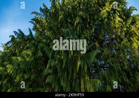 Hohe Nootka Scheinzypresse im Herbst Stock Photo