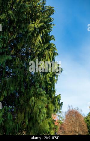 Hohe Nootka Scheinzypresse im Herbst Stock Photo