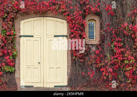 The weathered double doors is surrounded by vibrant red and green ivy, creating a striking contrast against the pale yellow of the doors. Stock Photo