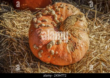 Warty decorative orange ugly pumpkin sitting on straw bale - close-up Stock Photo