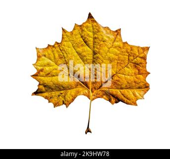Cut out yellow autumn maple leaf - White background Stock Photo
