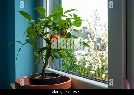 Tangerine tree with mandarins in a flowerpot, on the windowsill. Houseplant citrus with fruits. Stock Photo