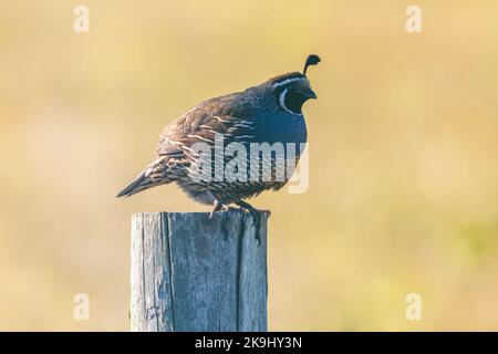 Male California quail (Callipepla californica), Point Reyes National Seashore, California, USA. Stock Photo