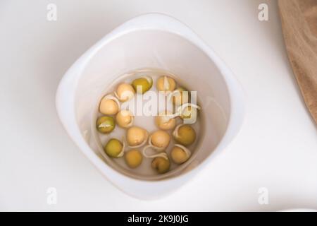 Pea sprouts in a white saucer. Growing microgreens at home. Growing peas at home. Growing peas in an apartment. Stock Photo