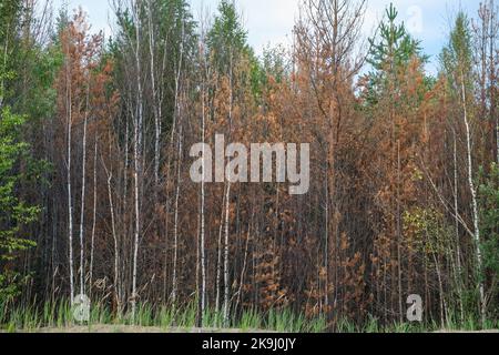 Pine forest after large-scale fire. Landscape of a burnt forest. Dead forest after fires. New green vegetation after a forest fire. Stock Photo