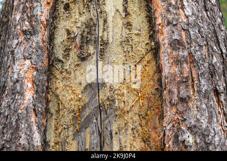 Wood resin coming out of wood. Tree sap coming out of a pine tree. Resin close-up. Extraction of resin from the trunk of a tree. Stock Photo