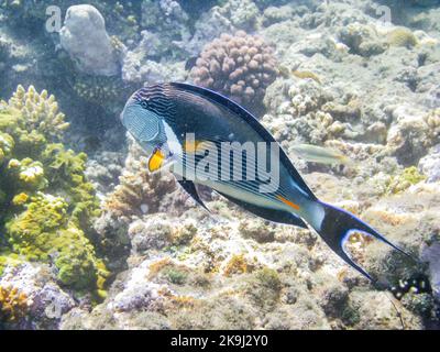 Sohal surgeonfish or Acanthurus sohal or sohal tang, Red Sea endemic. Colorful fish and corals in Egypt. Stock Photo