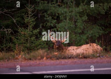 Elk in Clam Lake, Wisconsin. Stock Photo